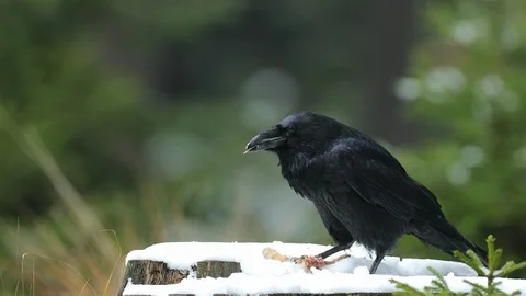 Raven with hare carcass during snow storm. Stock Footage 86392120