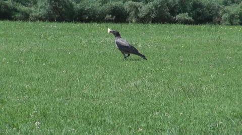 Raven having food in beak eating, grass background, bird wildlife, nature view Stock Footage