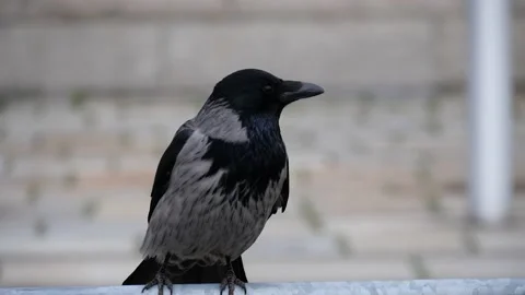 Raven head in Berlin Video stock 132356047