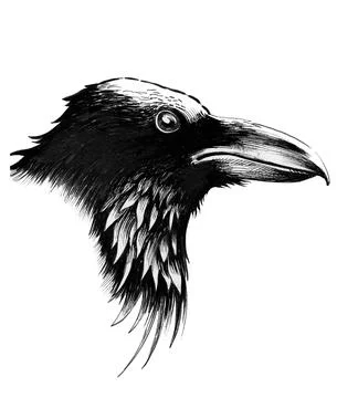 Raven head Stock Illustration