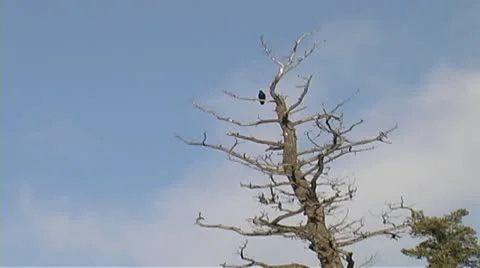 Raven high up in a dead tree Stock Footage 10754255