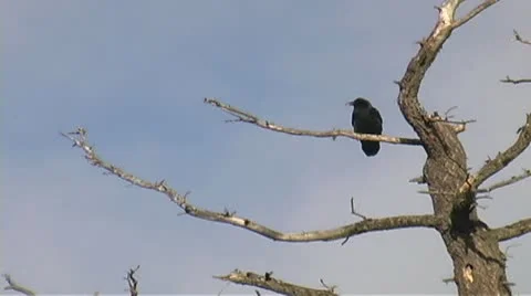 Raven high up in a dead tree Stock Footage 10754317
