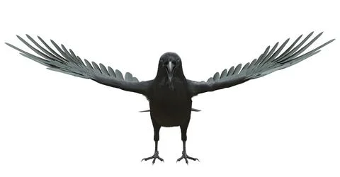 Raven isolated on white background 3d illustration Stock Illustration