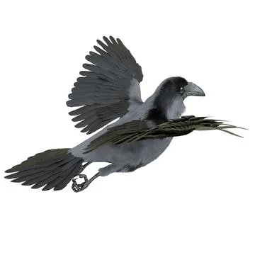 Raven isolated on white background 3d illustration Stock Illustration