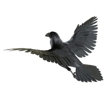 Raven isolated on white background 3d illustration Stock Illustration