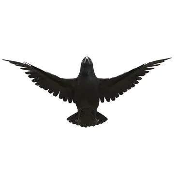 Raven isolated on white background 3d illustration Stock Illustration