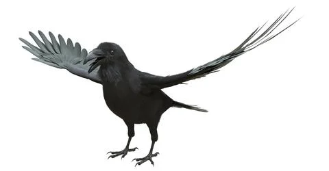 Raven isolated on white background 3d illustration Stock-Illustration