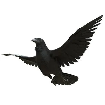 Raven isolated on white background 3d illustration Stock Illustration