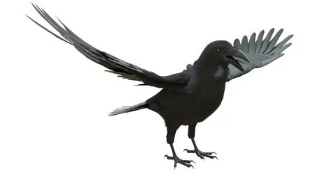 Raven isolated on white background 3d illustration Stock Illustration
