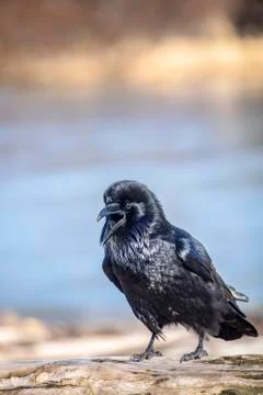 A Raven with it's feathers shining in the sunlight squawks back and forth with a Stock Photos