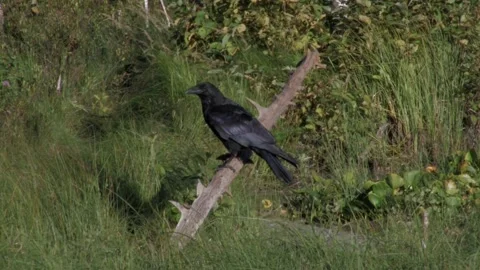 Raven on a log Stock Footage 346125749