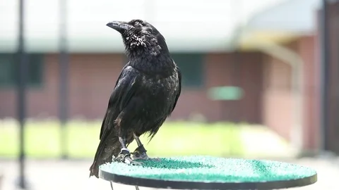 Raven looking around- Close-up Stock Footage 82795717