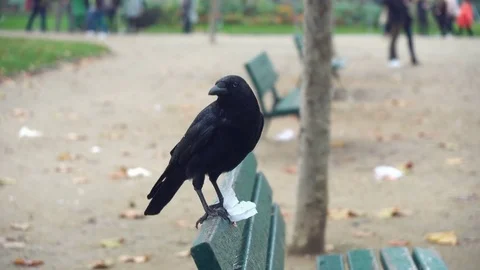 Raven looking at camera Stock Footage 83012051