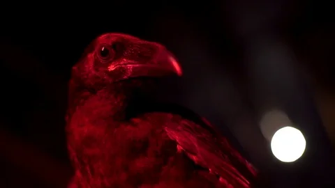 Raven looks at the camera in red light Stock Footage 119523548