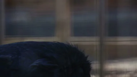 Raven Making Noise Stock Footage 62298248