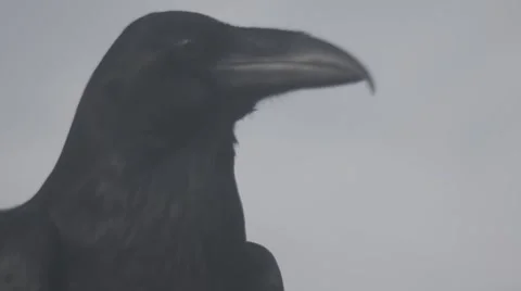 Raven medium shots Stock Footage 47510428