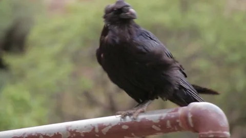 Raven on metal pole 스톡 동영상 79519168