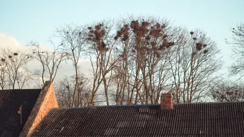 Raven Nests in Bare Trees with Birds Flying Above Old House Roofs Vídeo Stock 332716159