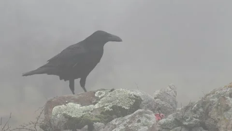 Raven with open beak sitting on the stone. Moose sto Stock Footage 164320488