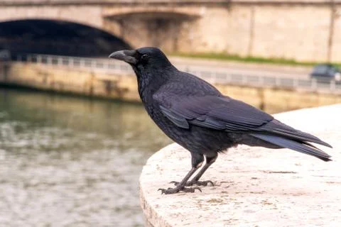 Raven in Paris Stock Photos