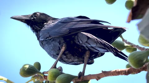 Raven Perched in a fig tree . Video stock 283600164