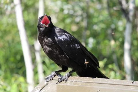 A raven perched on a garbage container catching flies Stock Photos