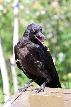 A raven perched on a garbage container catching flies Stock Photos