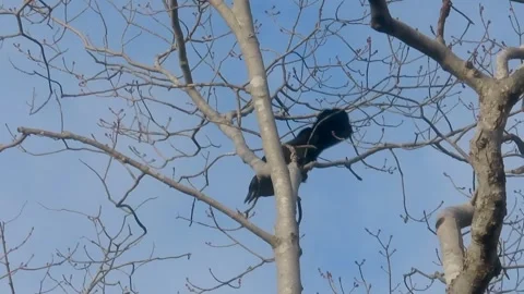 Raven Perched on Leafless Tree Branches Against Clear Sky Stockbeeldmateriaal 348231248