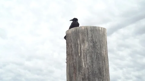 Raven perched on log with clouds in the background Video stock 106411657