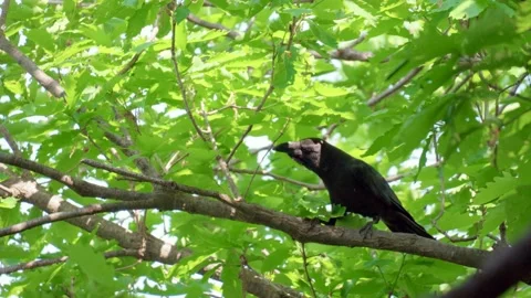 A raven perched on a tree branch calls out and then flies away Stock Footage 194262776