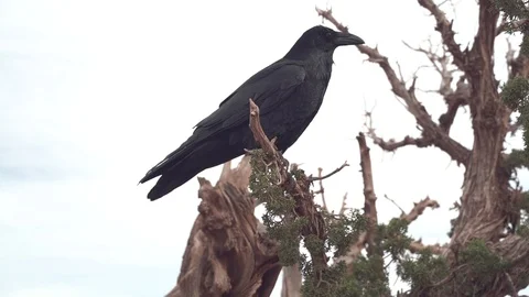 Raven perched on a tree in the desert Stock Footage 106412469