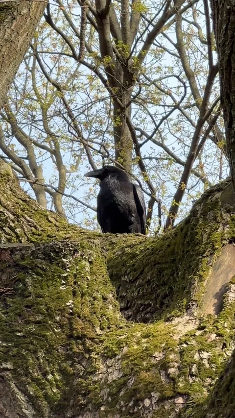 A raven perched on a tree in forest in spring. Corvus corax Stock Footage 333700525