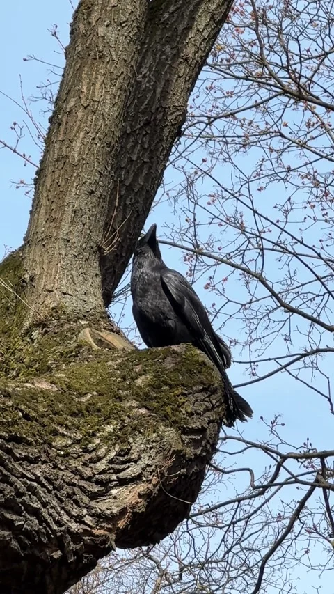 A raven perched on a tree in spring. Corvus corax Stock Footage 333700507
