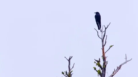 Raven perched on a treetop in the forest Stock-Footage 81723083
