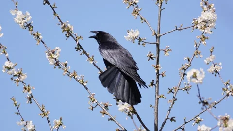 A raven perches on a blossoming tree, surrounded by white blossoms with a c.. Stock Footage 332948000