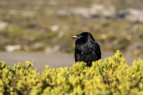 A raven perching on a bush Stock-Fotos