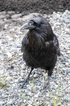 Raven perching on the ground. Stock Photos