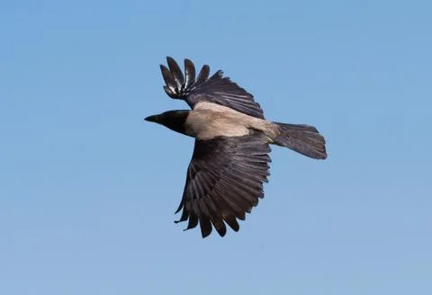 Raven Stock Photos