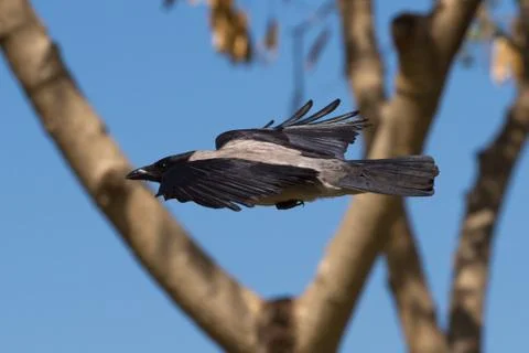 Raven Stock Photos