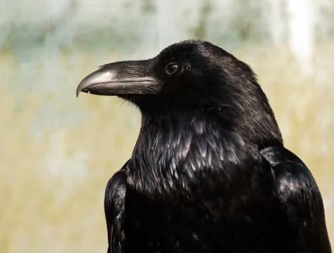 Raven Foto stock