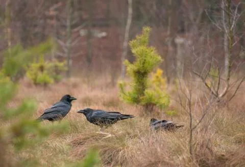Raven Stock Photos