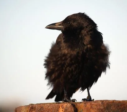 Raven Stock Photos