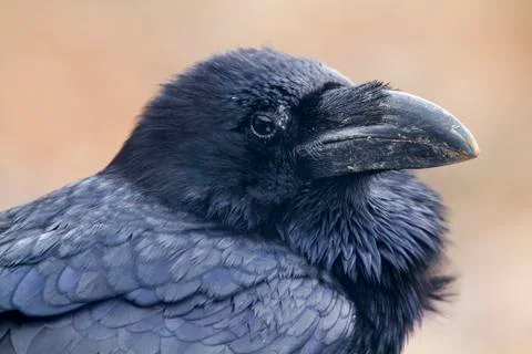Raven Stock Photos