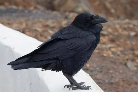 Raven Stock Photos