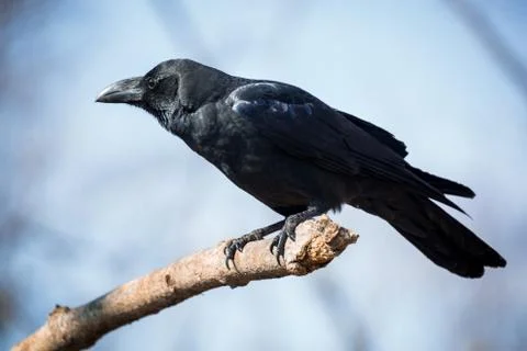 Raven Stock Photos