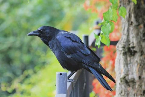 Raven Stock Photos