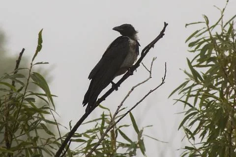 Raven. Stock Photos