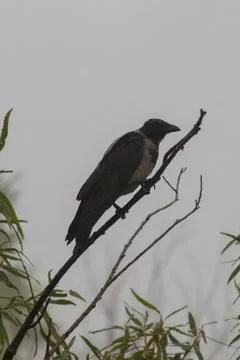 Raven. Stock Photos