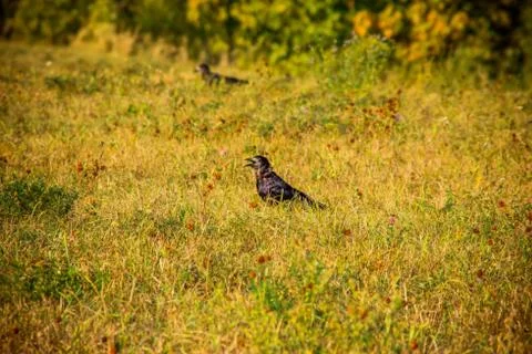 Raven Stock Photos