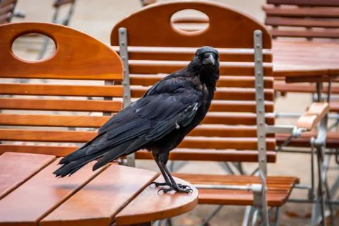 Raven Stock Photos